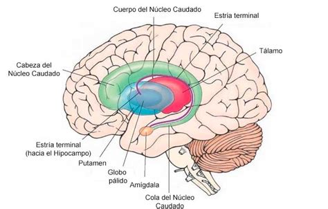 nucleo caudado - nucleo de concursos